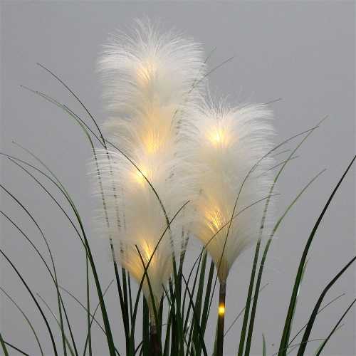 pianta-pampas-led